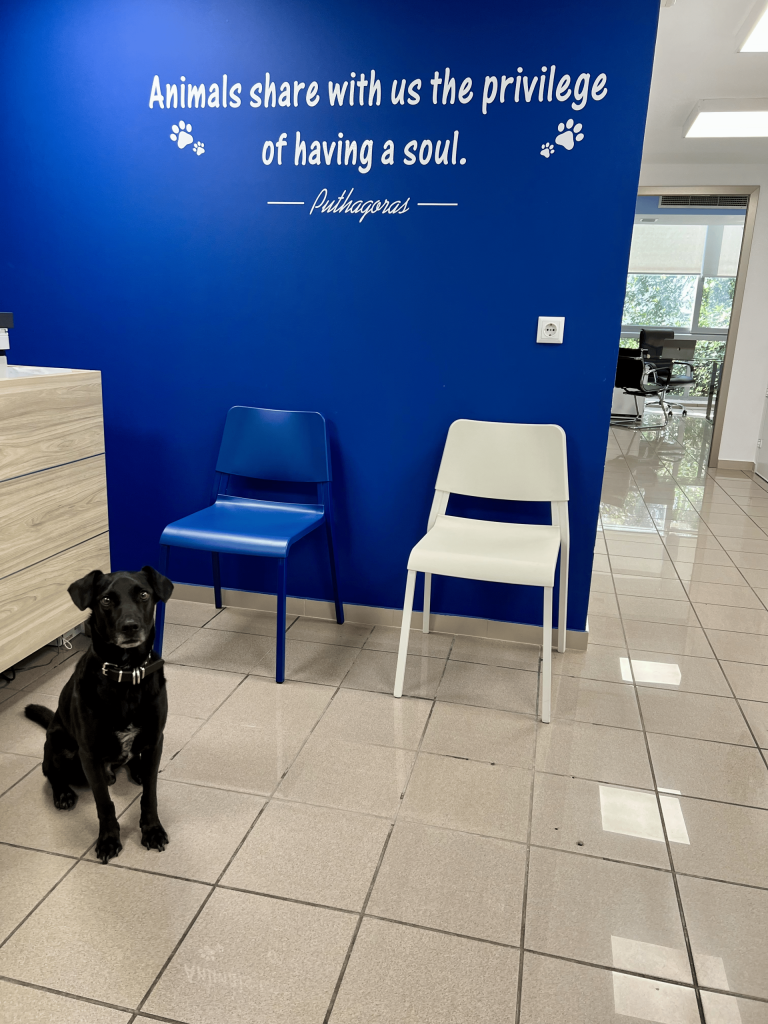 vet-project-veterinary-clinic-athens-reception-space