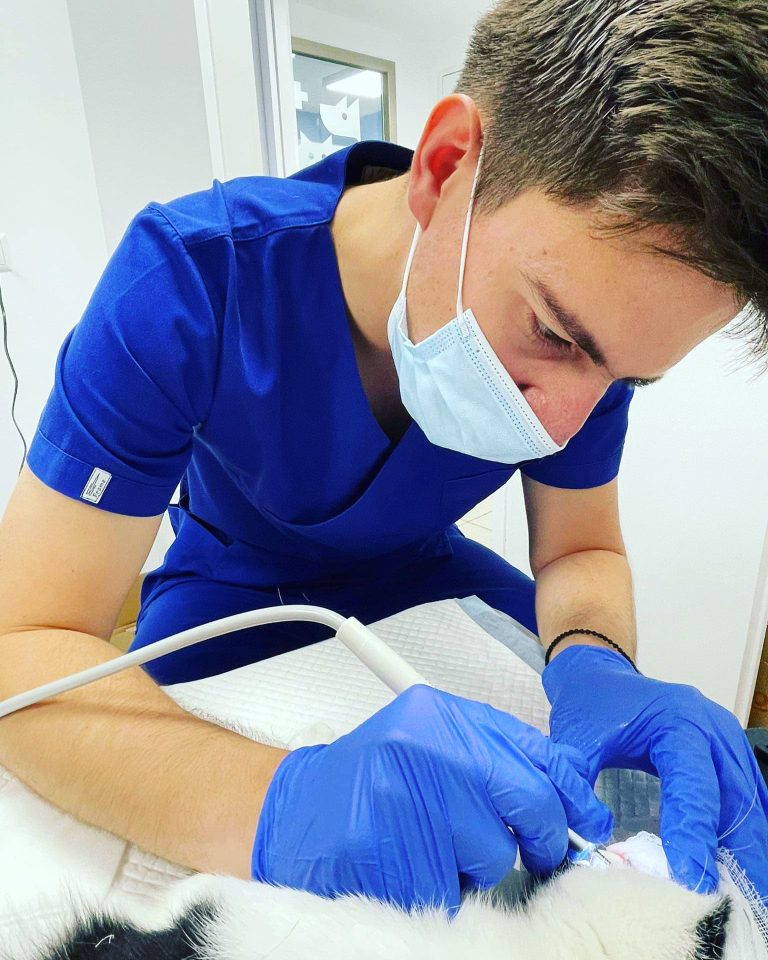 vet-project-veterinary-clinic-athens-vet-in-action-1