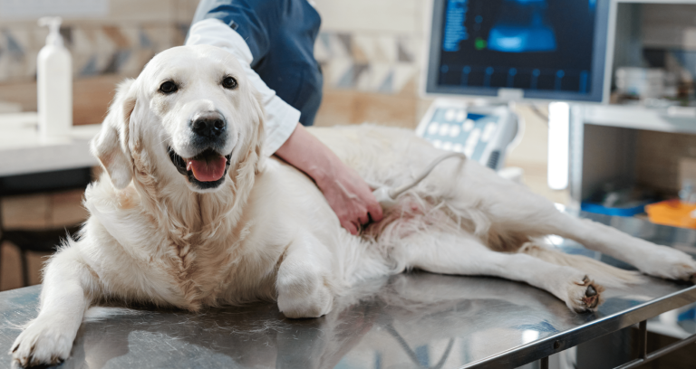 vetproject-service4-min