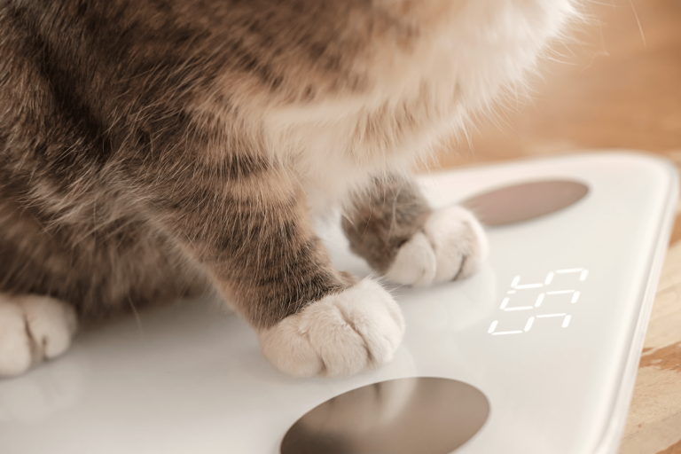 vetproject-service8-min