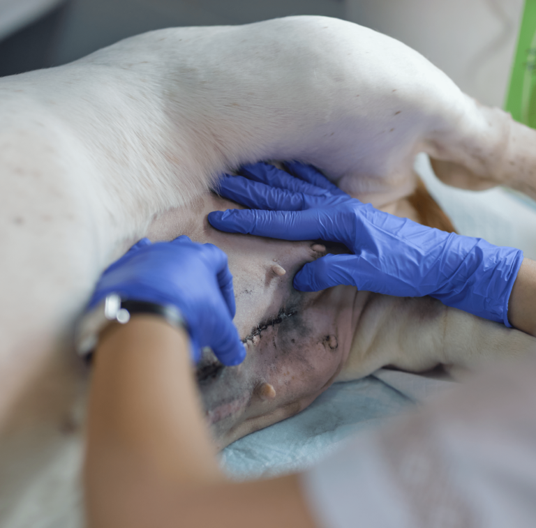 vetproject-veterinaryclinicathens-blogarticle-pyometrasurgery-min