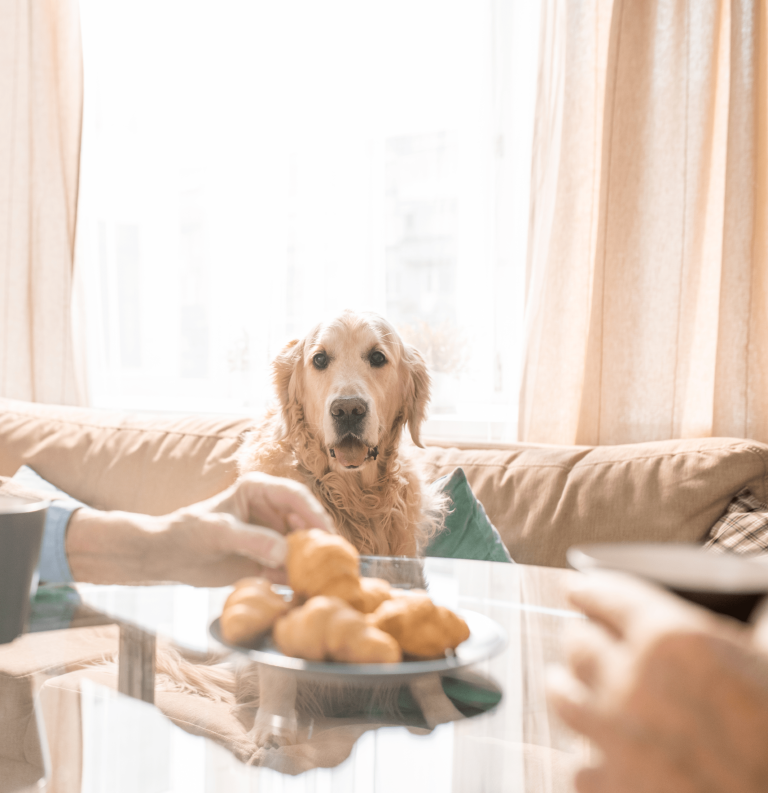 vetproject-veterinaryclinicathens-blogarticle-safeholidaysforpets-min
