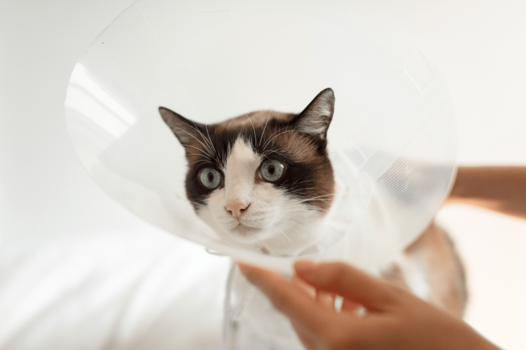 vetproject-veterinaryclinicathens-blogarticle-spayedcat-min
