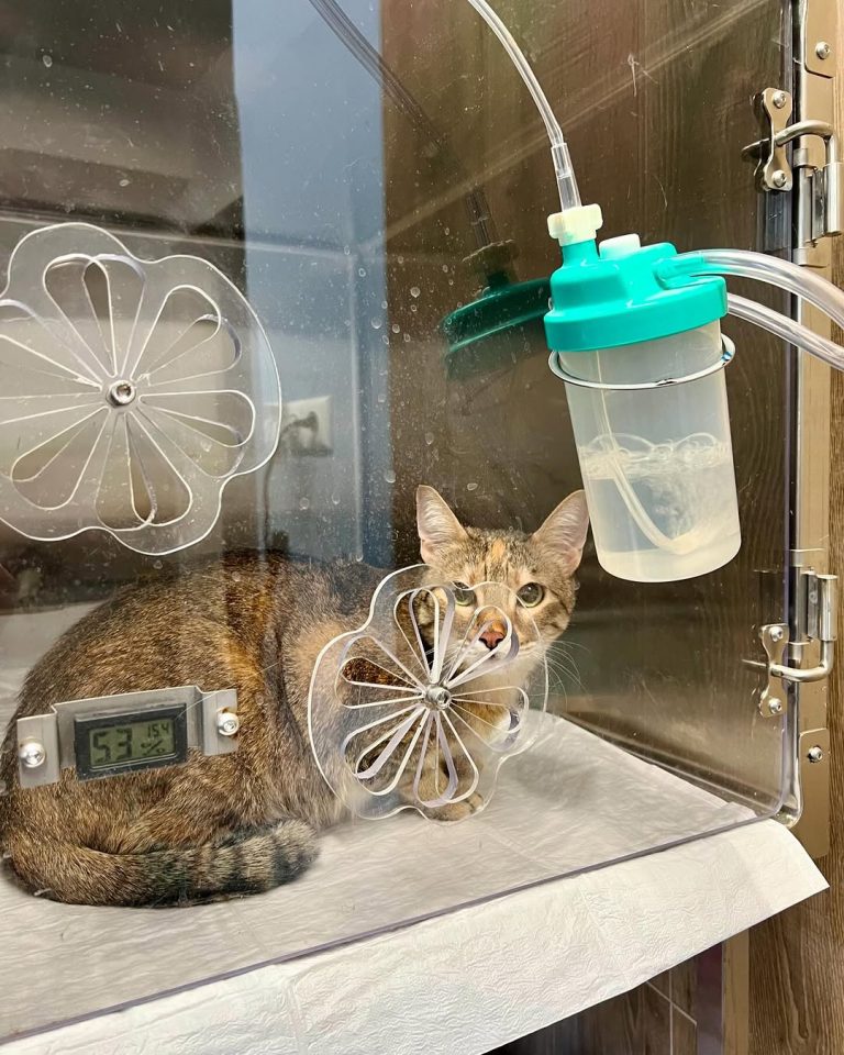 vetproject-veterinaryclinicathens-casestudies-asthma