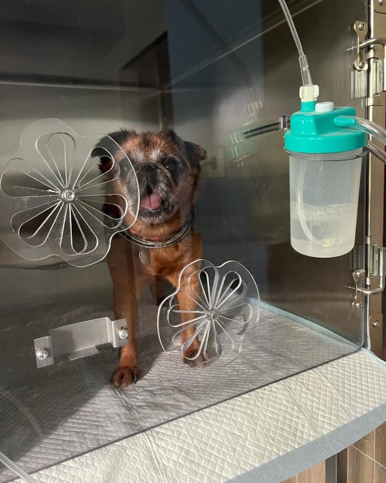 vetproject-veterinaryclinicathens-casestudies-bean-oxygentherapy
