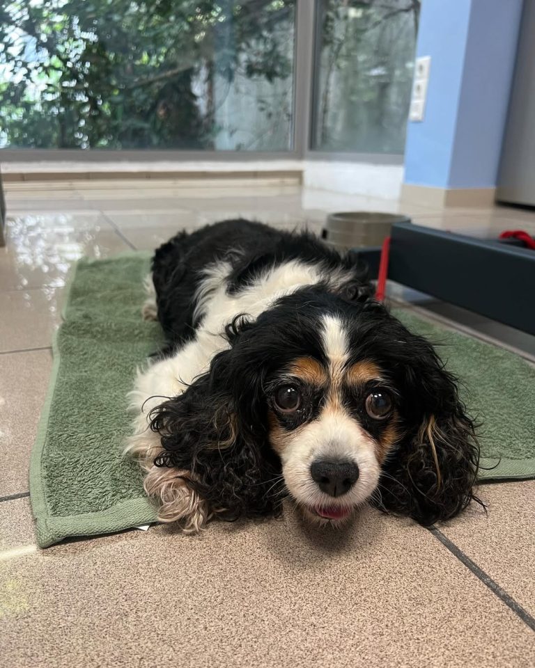 vetproject-veterinaryclinicathens-casestudies-bella-tachypneadueheartdisease