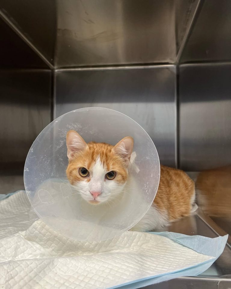 vetproject-veterinaryclinicathens-casestudies-booze-felineurinarysyndrome