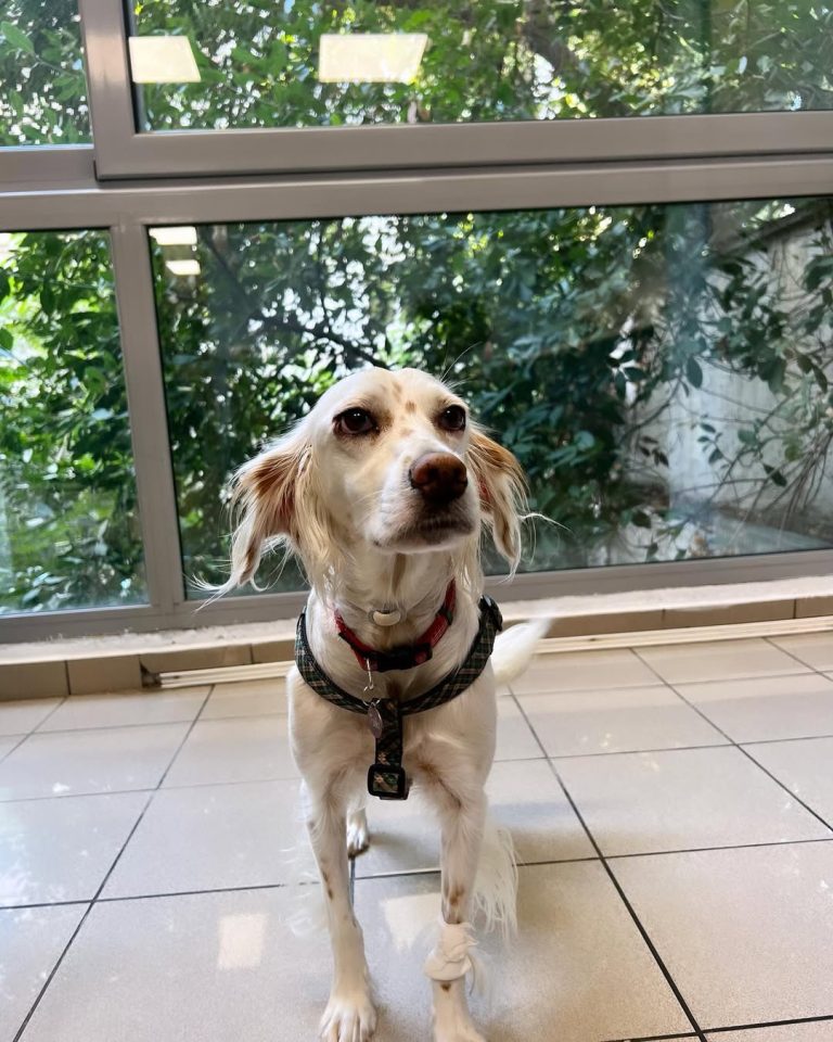 vetproject-veterinaryclinicathens-casestudies-chiki-sterilizationandteethcleaning