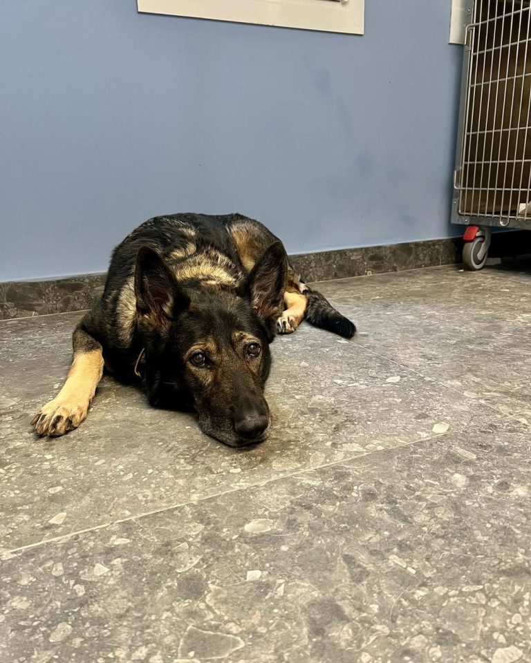 vetproject-veterinaryclinicathens-casestudies-dona-massinthemammaryglandarea