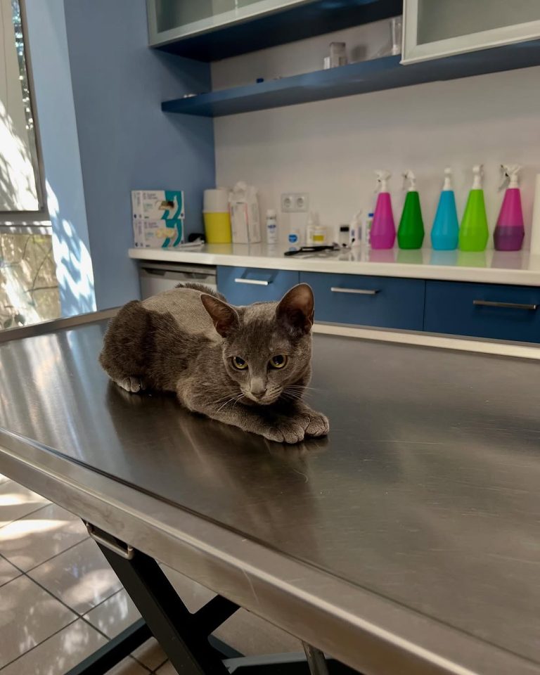 vetproject-veterinaryclinicathens-casestudies-elpida-contactwithdogampoule
