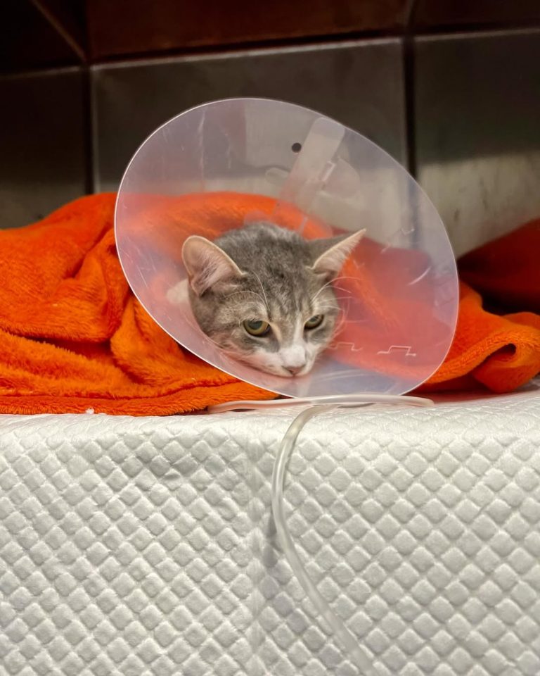 vetproject-veterinaryclinicathens-casestudies-fluffy-ingestionofforeignbody1
