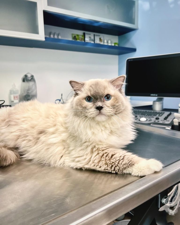 vetproject-veterinaryclinicathens-casestudies-froyo-cryptorchidism