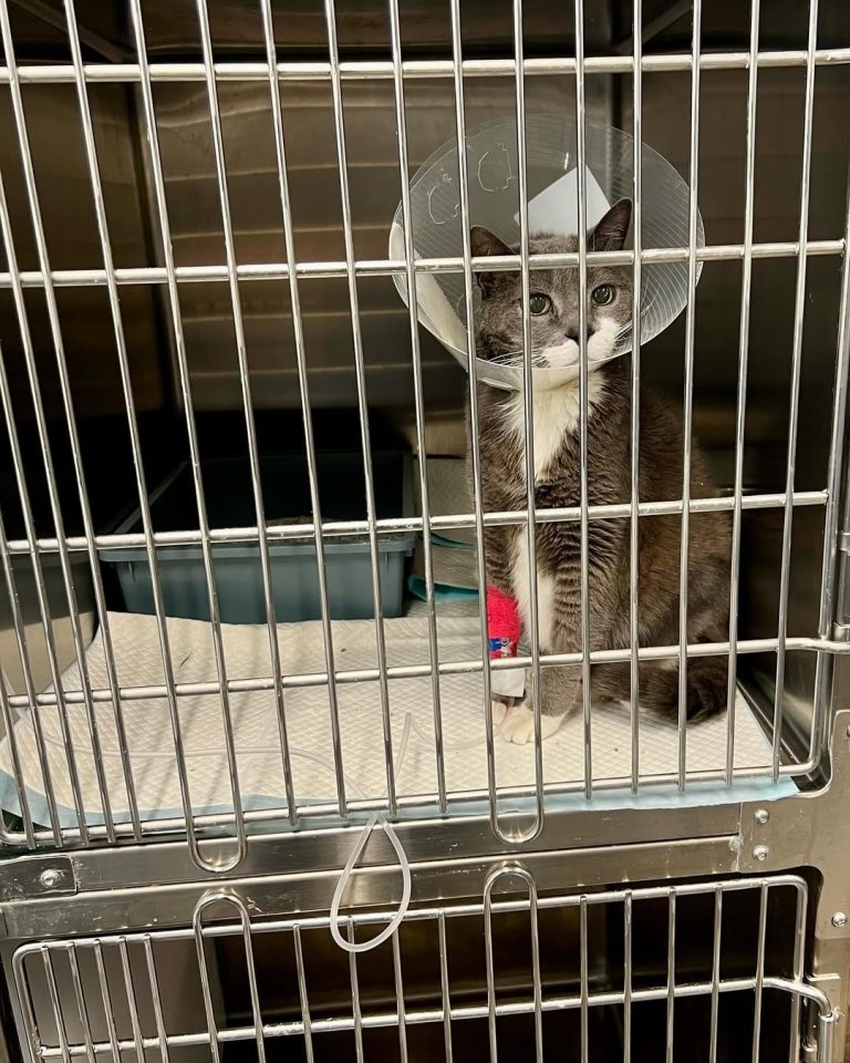 vetproject-veterinaryclinicathens-casestudies-gata-chronickidneydisease