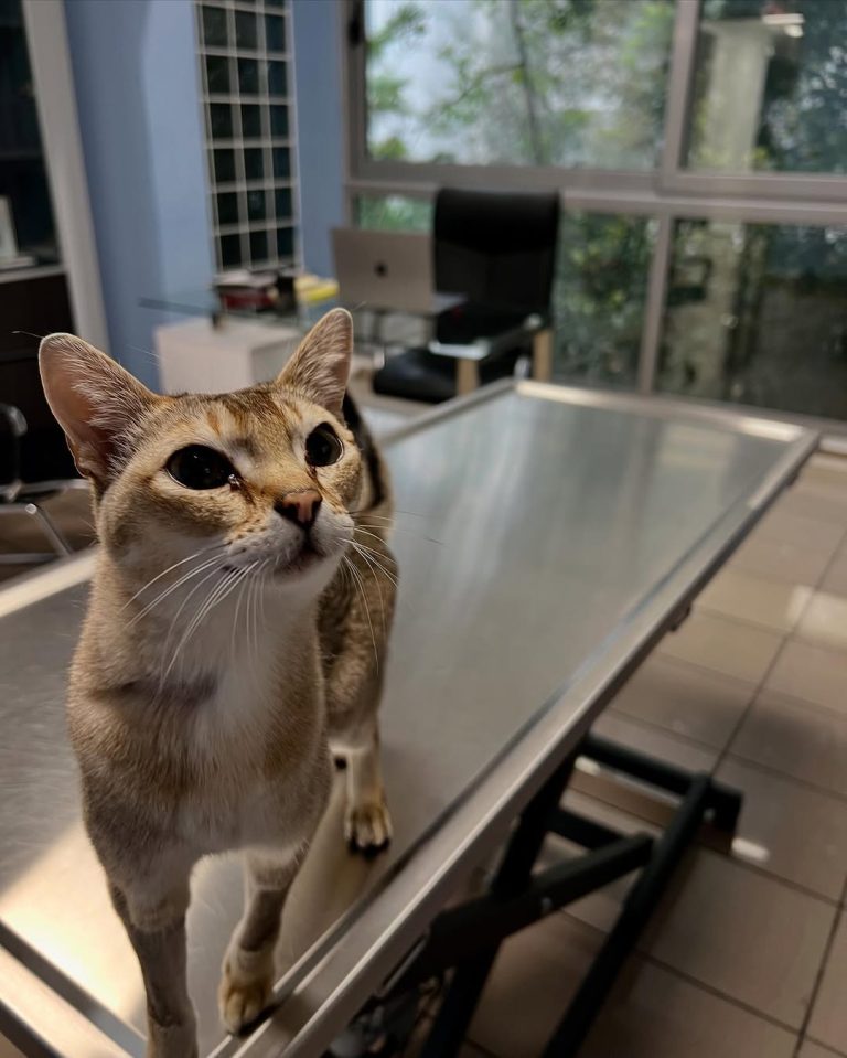 vetproject-veterinaryclinicathens-casestudies-liliumtoxicitysurvivor