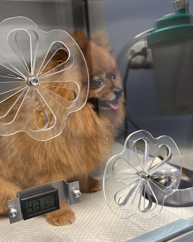 vetproject-veterinaryclinicathens-casestudies-richard-collapsustrachea1