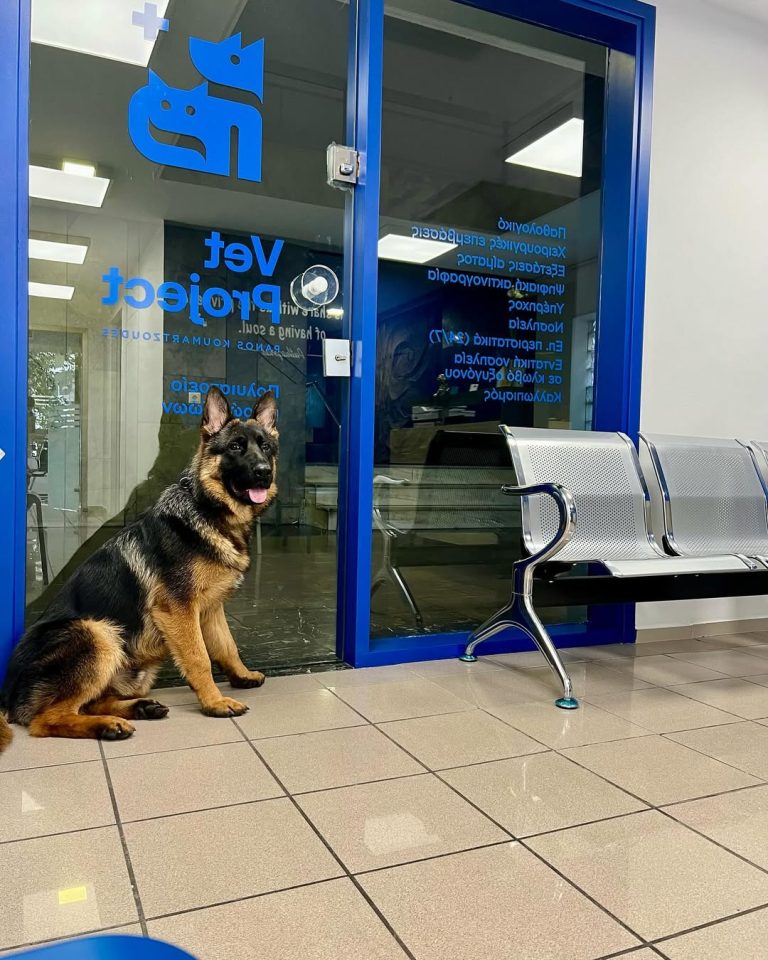 vetproject-veterinaryclinicathens-casestudies-rocko-preventiveradiographselbowandhip