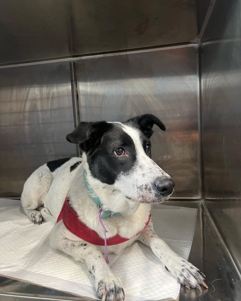 vetproject-veterinaryclinicathens-casestudies-zoi-pyometra1