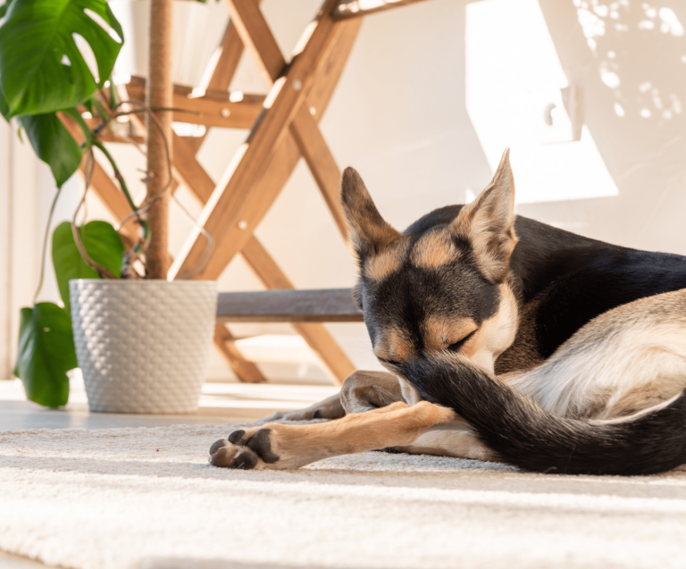 vetproject-veterinaryclinicathens-blogarticle-petproofinghome-min