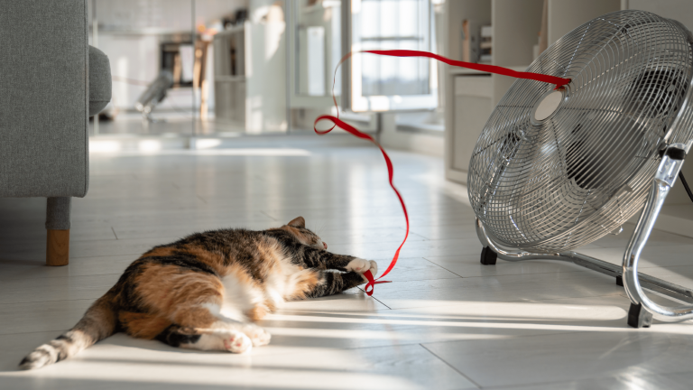 vetproject-veterinaryclinicathens-blogarticle-protectingpetsfromheatwave-min