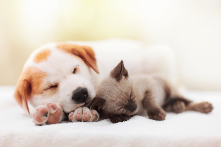 vetproject-veterinaryclinicathens-blogarticle-puppykitty-min