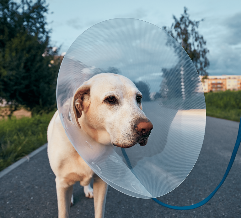 vetproject-veterinaryclinicathens-blogarticle-sterilizationbenefitsforpets-min